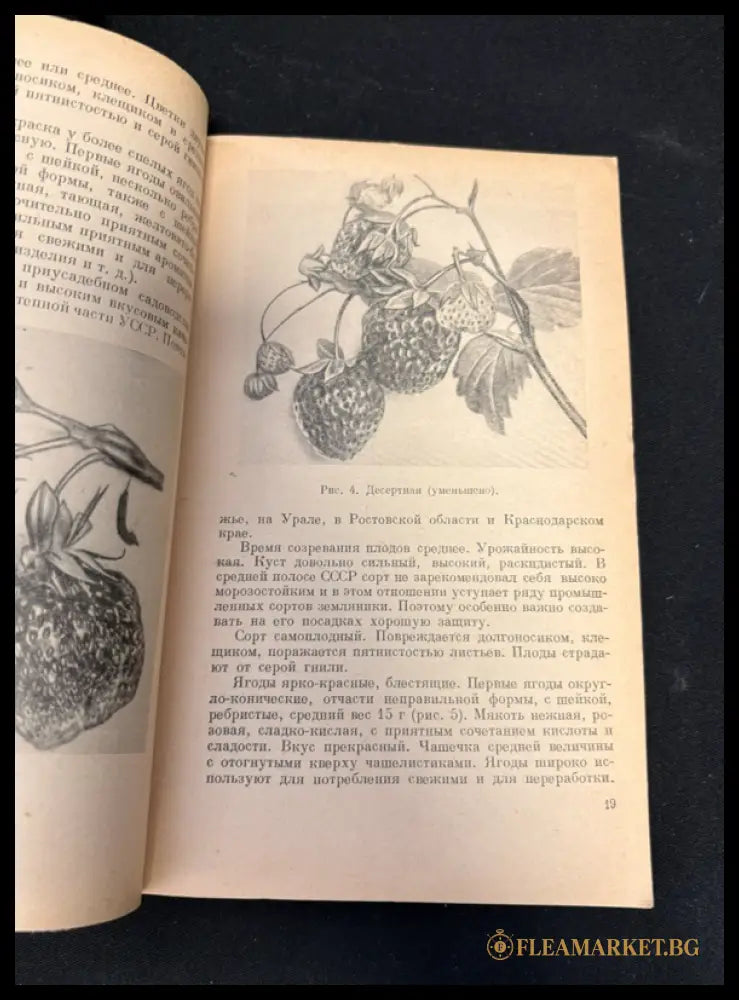 Ягодные культуры - вътрешни страници с илюстрации