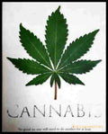 Cannabis - Книга