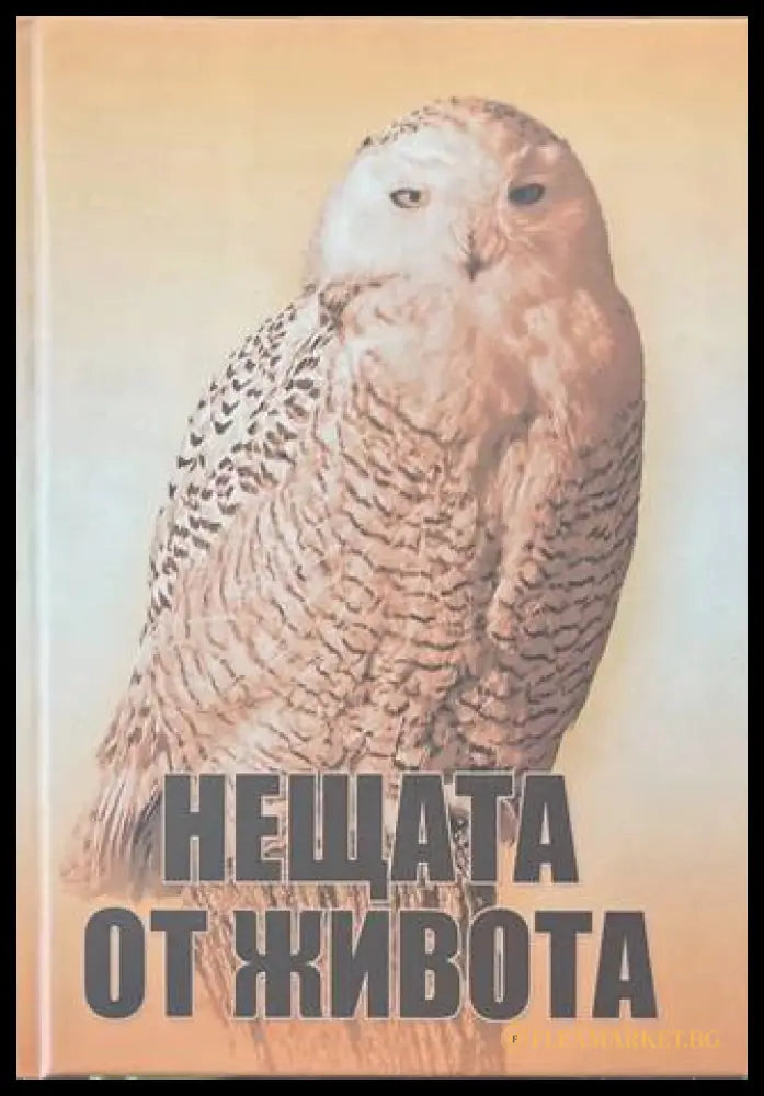 Нещата от живота - Seven Studio