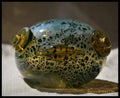 Жаба - art glass - antique