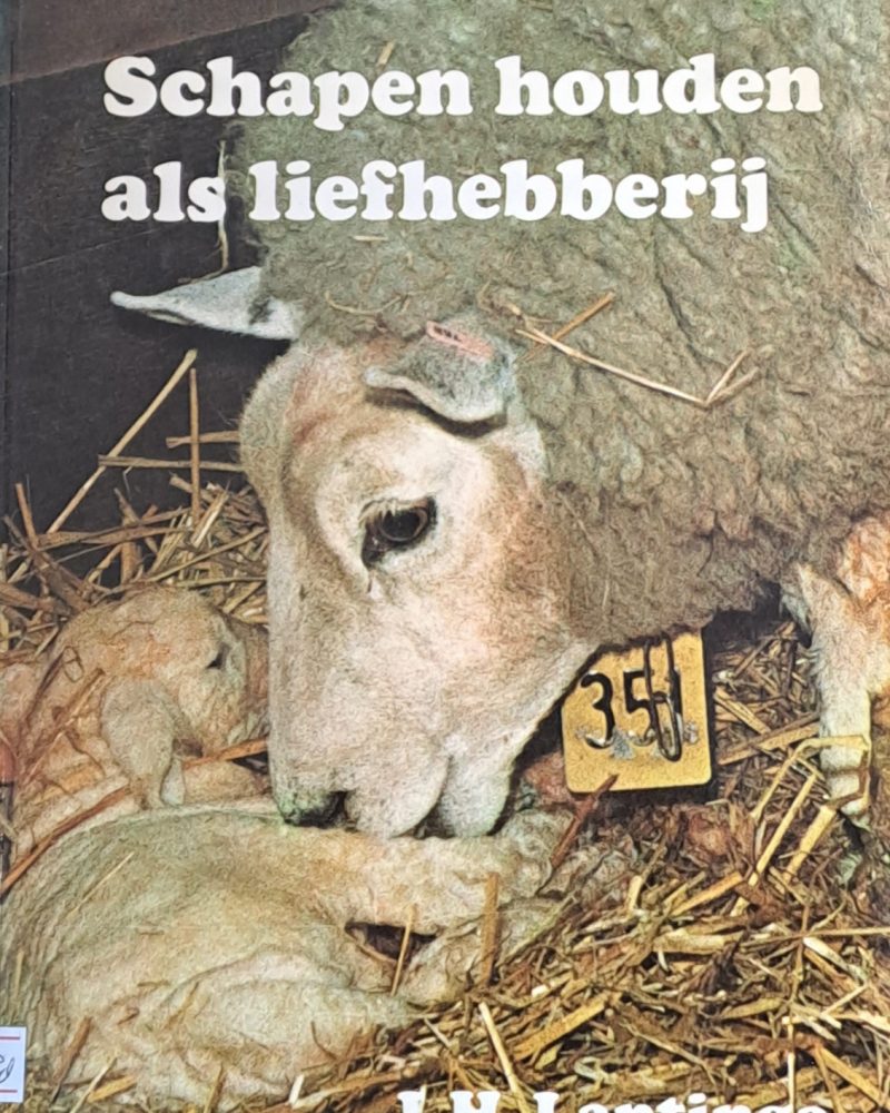 Schapen houden als liefhebberij